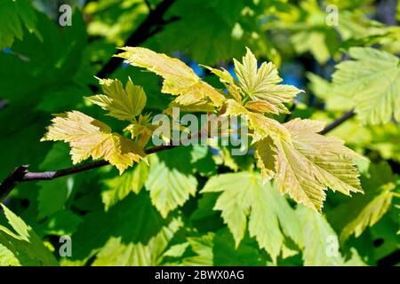 Platanus (acer pseudoplatanus), Nahaufnahme eines Zweiges neuer Blätter, die ihre rötliche Färbung gegenüber den älteren grünen Blättern im Hintergrund zeigen. Stockfoto