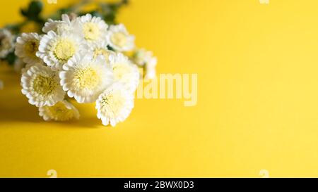 Kleine weiße Chrysanthemen auf gelbem Hintergrund. Blume Hintergrund. Basic für Sommer Grußkarte. Copy space Stockfoto
