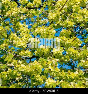 Wych Elm (ulmus glabra), zeigt die Zweige mit Samenschoten bedeckt und das erste der neuen Blätter durch. Stockfoto