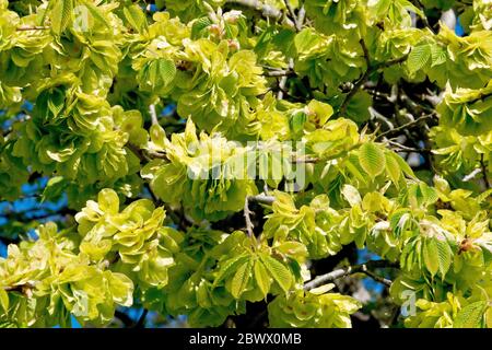 Wych Elm (ulmus glabra), zeigt die Zweige mit Samenschoten bedeckt und das erste der neuen Blätter durch. Stockfoto