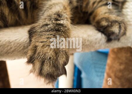 Katzenpfoten Nahaufnahme Detail Stockfoto