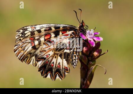 Südliches Festoon, das im Sommer auf einer Wiese mit gelbem, trockenem Gras auf der Blüte ruht Stockfoto