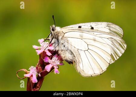 Ruhiger getrübter apollo, der im Sommer auf einer Wiese auf einer rosa blühenden Blume sitzt Stockfoto