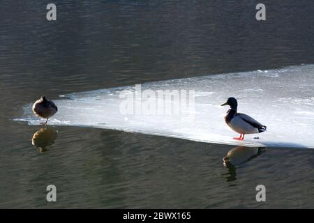 Stockenten Ente stehen auf dem Eis Stockfoto