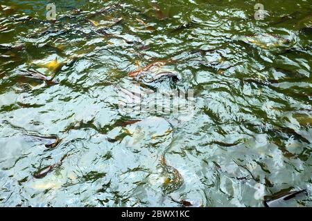 Pangasius Fisch im Kanal. Stockfoto