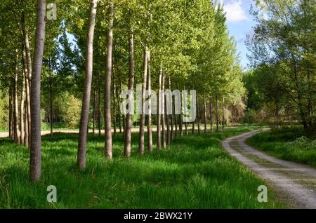 Landweg mit Pappelreihen und Gras Stockfoto