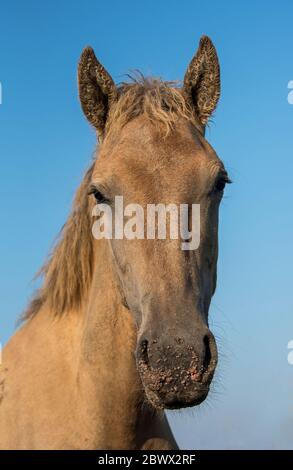 Camargue Wildpferd Kopf Porträt. Stockfoto