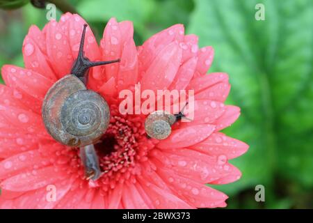 Mutter Schnecke und Baby Schnecke entspannen zusammen auf einer korallenroten Gerbera Blume mit vielen Wassertröpfchen Stockfoto