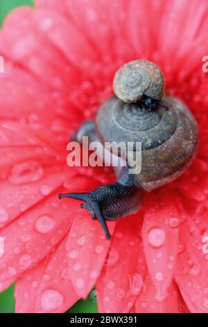 Mutter Schnecke trägt Baby Schnecke auf ihrer Schale entspannen auf einer korallenrosa Gerbera Blume mit vielen Wassertröpfchen Stockfoto