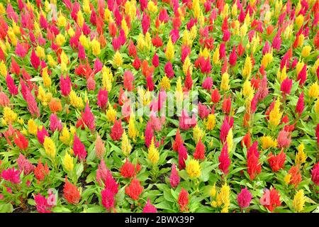 Bunte Cockscomb oder chinesische Wollblumen. Stockfoto