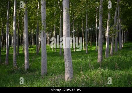Pappelreihen auf dem Land Stockfoto
