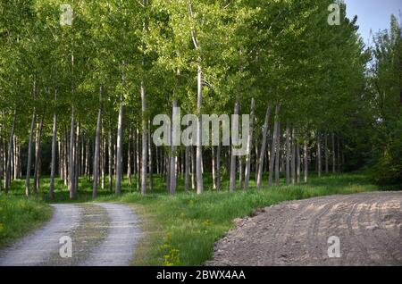 Landweg mit Pappelreihen und Gras Stockfoto