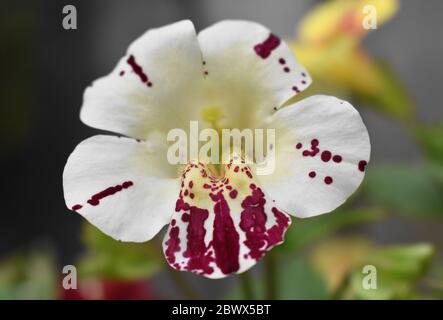 Mimulus Magic Fleck weiß mit tiefem Rosa Blick in die gelbe Mitte mit verschwommenem Hintergrund Stockfoto