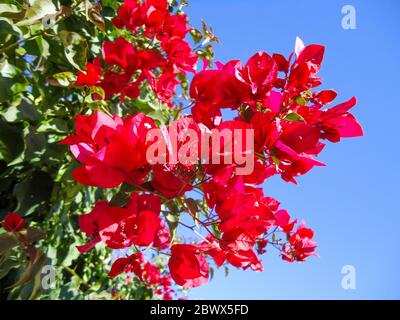 Eine Nahaufnahme einer Blume Bougainvillea glabra Stockfoto