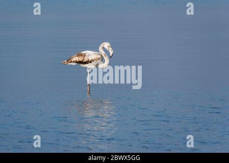 Unreife größere Flamingo im Wasser stehen Stockfoto