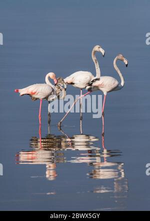 Eine Gruppe von vier Flamingos, die im Wasser stehen Stockfoto