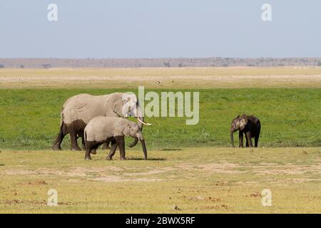 Gruppe von Elefanten mit schlammigem Baby in Kenia. Stockfoto