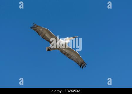 Ein dalmatinischer Pelikan gleitet im blauen Himmel Stockfoto