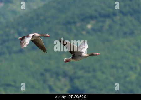 Paar Graugans fliegen im Kerkini See Nationalpark, Griechenland Stockfoto