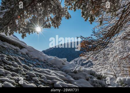 Die Sonne scheint durch verschneite Äste in einem Wald in den Bergen Stockfoto