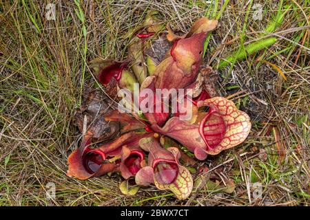 Sarracenia purpurea ssp. venosa var. burkii in Liberty County, Florida, USA Stockfoto