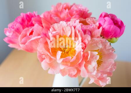 Schließen Sie glatte rosa Blütenblätter Pfingstrosen Blüten. Hintergrund. Stockfoto