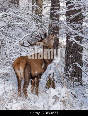 Männlicher Rothirschbock, der sich im Winter an Ästen mit Schnee ernährt Stockfoto