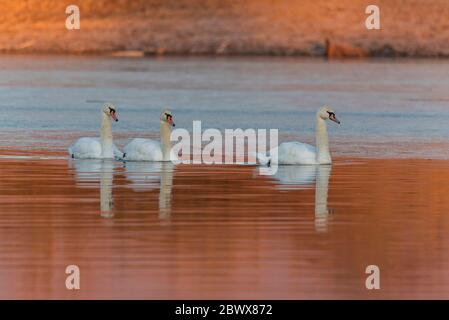 Drei weiße Schwäne (Cygnus olor) schwimmen im Winter im Kerkini See Stockfoto