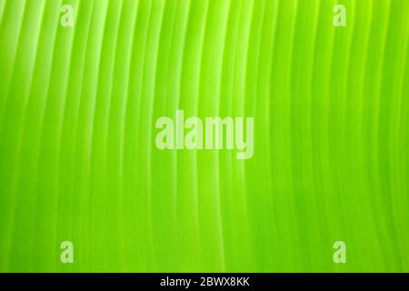 Nahaufnahme Grün Bananenblatt Textur Hintergrund. Stockfoto