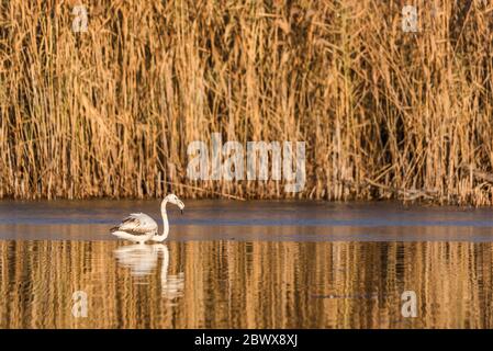 Junge größere Flamingo (Phoenicopterus roseus) im Wasser in der Nähe von einigen Schilf in Kerkini See Nationalpark Stockfoto