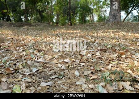 Getrocknete Blätter fallen im Herbst Park. Stockfoto