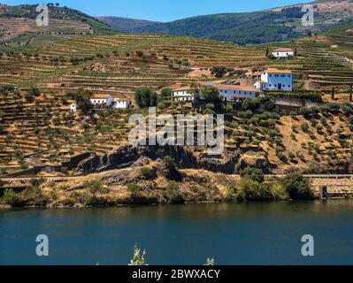 Die terrassenförmig angelegten Weinberge und weißen Gebäude des Douro Valley und die Quinta mit Blick auf den Douro Fluss im Norden Portugals Stockfoto