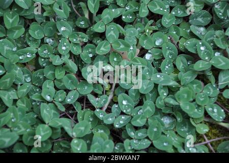 Grünes Gras voller Tröpfchen. Frische Grüne Blätter an grünen Pflanzen im Park nach dem Regen. Stockfoto