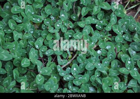 Grünes Gras voller Tröpfchen. Frische Grüne Blätter an grünen Pflanzen im Park nach dem Regen. Stockfoto
