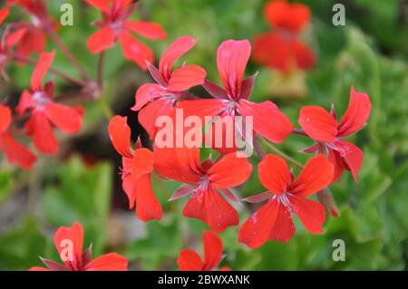 Rote Pelargonium Geranium Blume, blüht in einem Garten.Rote Pelargonium (Geranium) Blume. Schön, Kopf. Stockfoto