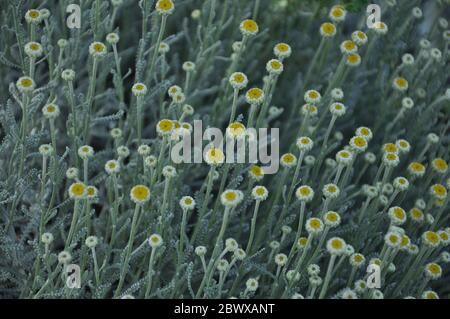 Baumwolle Lavendel Pflanze (Santolina chamaecyparissus)Herstellung von gelben Knospen auf hohen Stielen bereit zu blühen. Stockfoto