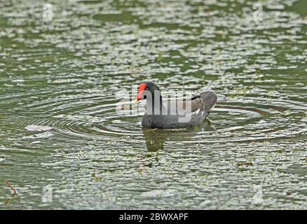 Gallinula galeata cachinnans (Gallinula galeata cachinnans) Erwachsene füttern im See Lake Yojoa, Honduras Februar 2016 Stockfoto