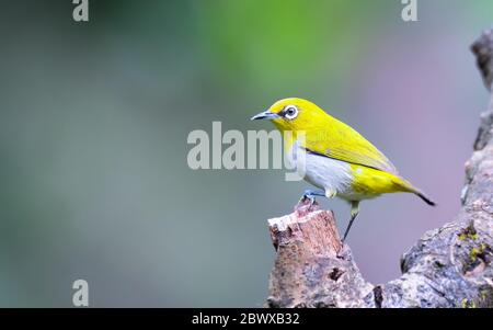 Orientalisches weißes Auge: Hyperaktiver kleiner gelber Vogel mit einem cremefarbenen Bauch und weißer Brille. In einer Vielzahl von Lebensräumen gefunden. Stockfoto