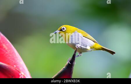 Orientalisches weißes Auge: Hyperaktiver kleiner gelber Vogel mit einem cremefarbenen Bauch und weißer Brille. In einer Vielzahl von Lebensräumen gefunden. Stockfoto