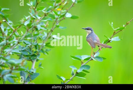 Der aschige prinia oder aschige Wren-Warbler ist ein kleiner Warbler in der Familie Cisticolidae. Diese prinia ist eine lebende Züchterin auf dem indischen Subkontinent Stockfoto