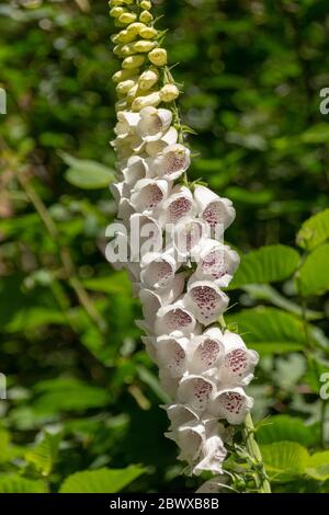 Eine Nahaufnahme von weißen Füchshutzenblumen, die im offenen Wald wild wachsen Stockfoto