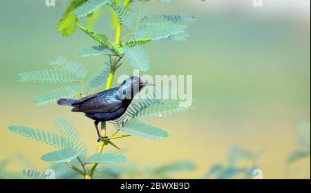 Der Purpursonnenvogel ist ein kleiner Vogel aus der Familie der Sonnenvögel, der hauptsächlich in Süd- und Südostasien gefunden wird, sich aber nach Westen in Teile des arabischen Peninsu ausdehnt Stockfoto