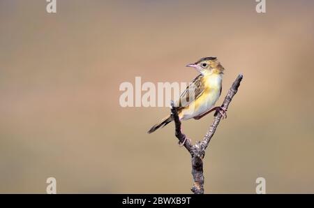 Der Zitting cisticola oder gestreifte Fantail-Warbler, ist ein weit verbreiteter Altweltwarzenbler. Stockfoto