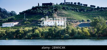 Die Weinberge im Douro-Tal überblicken den Fluss von Régua Nord Portugal Stockfoto