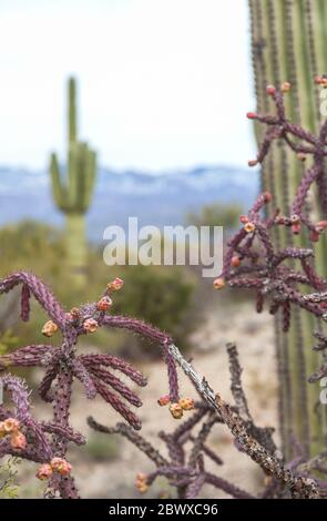 Tree Cholla, Cylindropuntia imbricata, Saguaro Nationalpark, Arizona, USA. Stockfoto