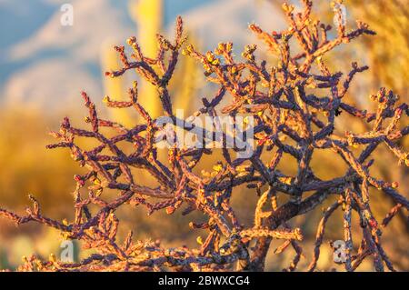 Tree Cholla, Cylindropuntia imbricata, Saguaro Nationalpark, Arizona, USA. Stockfoto