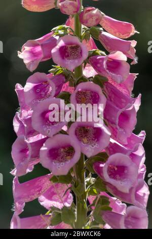 Eine Nahaufnahme von rosa Füchshutzenblumen, die im offenen Wald wild wachsen Stockfoto