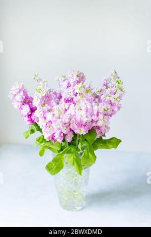 Bouquet von schönen lila Mattiola in Kristallvase auf dem Tisch. Frühlingsblumen. Stockfoto