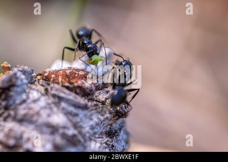 Zwei glatte Zimmermannameisen Camponotus laevigatus, mit einer, die eine Blattlaus in ihren Klauen hält, Yosemite National Park, Kalifornien, USA. Stockfoto