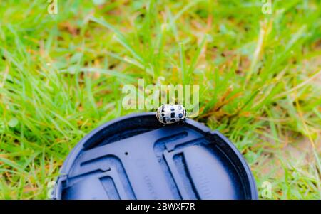 Wildlife Himachal Pradesh - EIN Bug in der grünen Natur von Khajjiar, Himachal Pradesh, Indien. Khajjiar ist auch als Mini Schweiz von Indien bekannt. Stockfoto